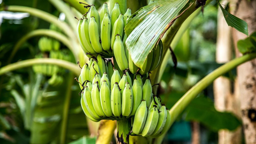 Bananeros piden política de seguridad pública