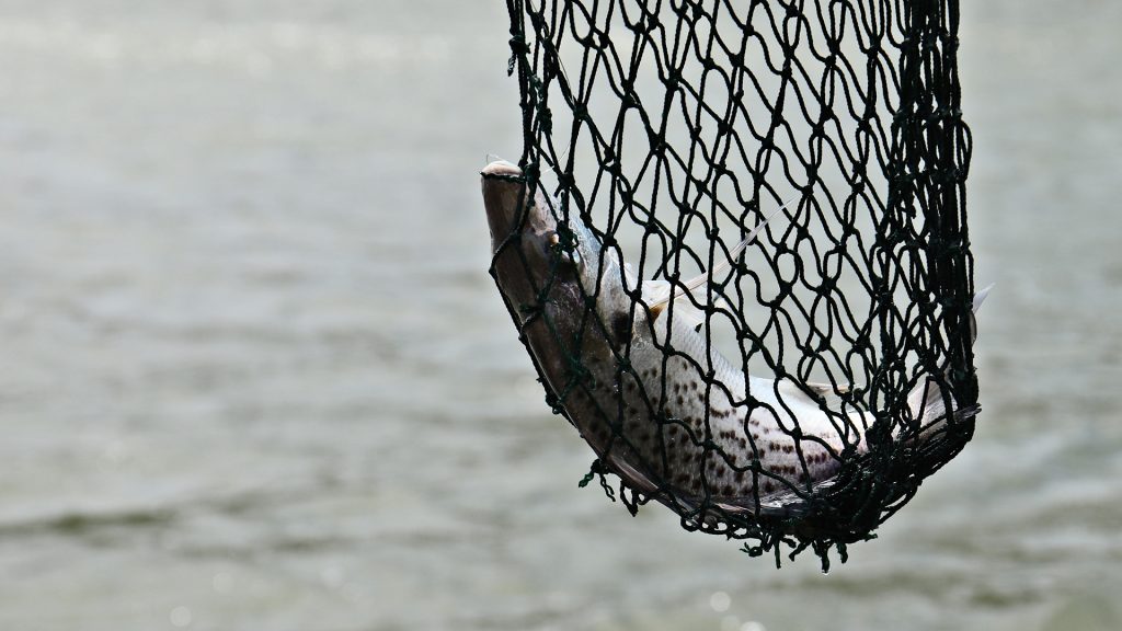 Gremio de pesca de América Latina firmó acuerdo con Bureo