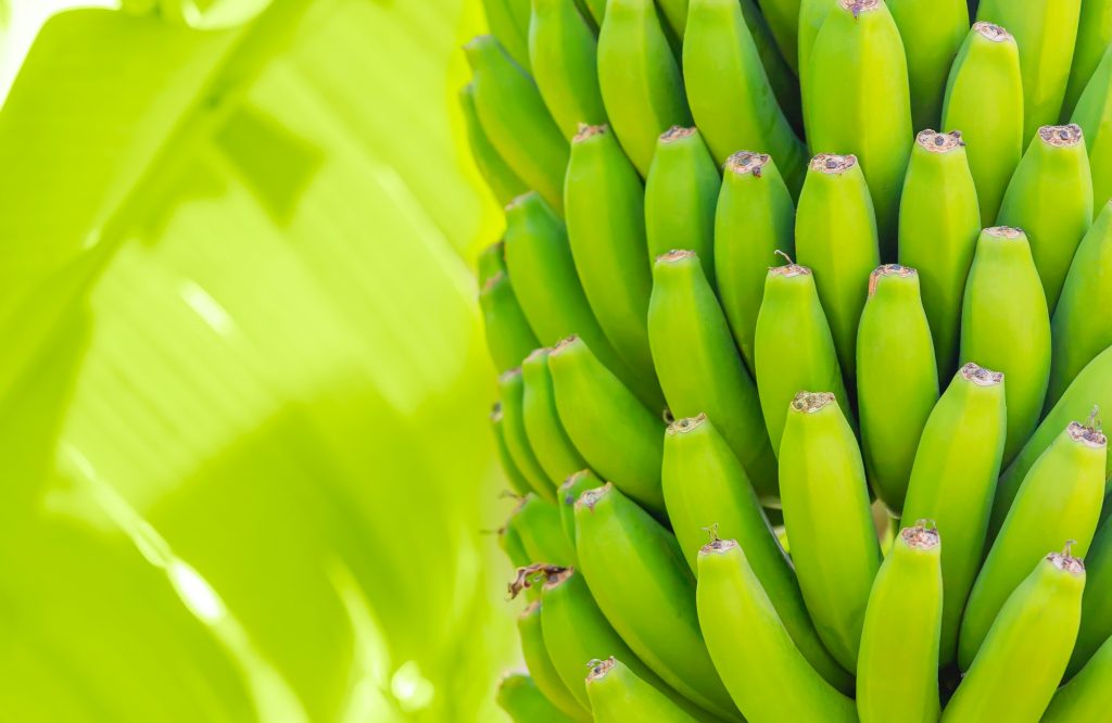 Clúster bananero celebra acuerdo comercial