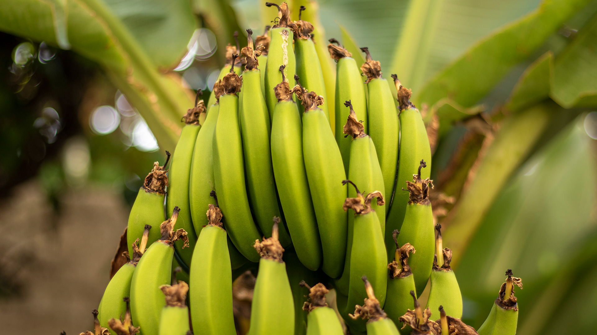 Se busca mejorar competitividad del banano
