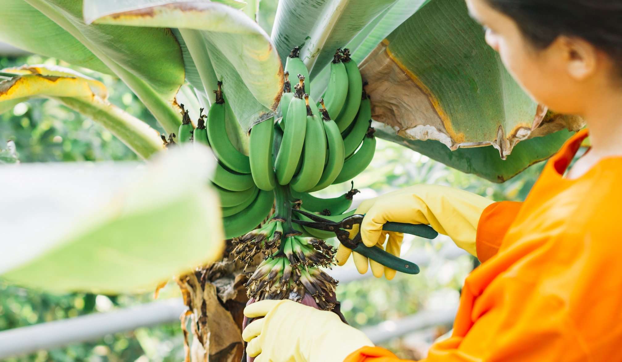 Bananeros piden más alianzas comerciales