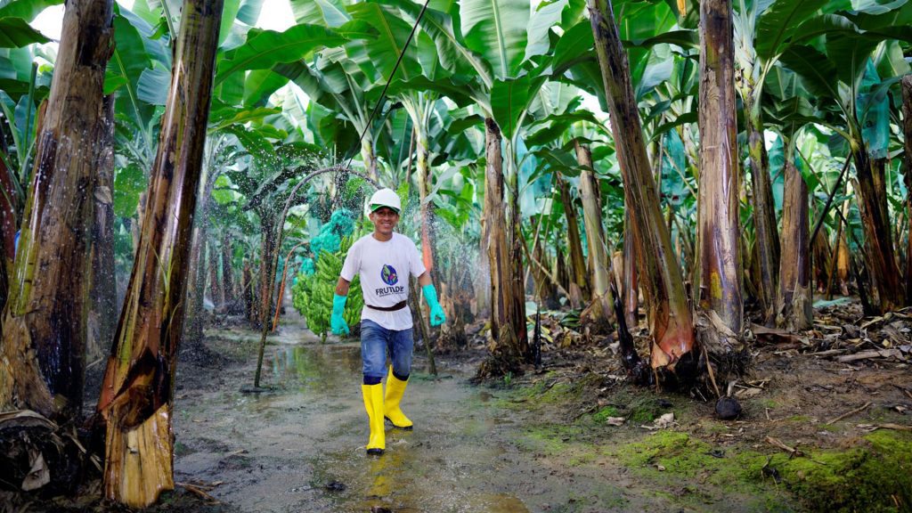 Frutadeli exportadora de banano