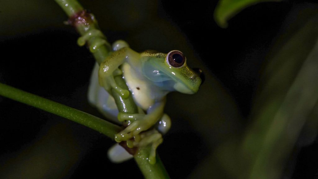 Día mundial de la vida silvestre