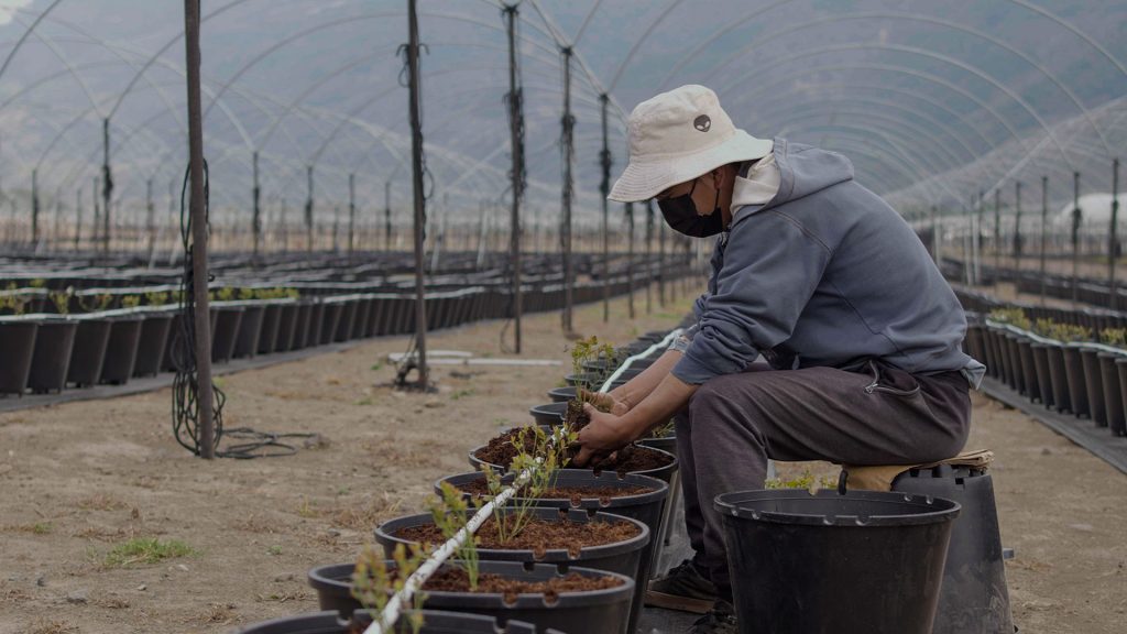 Avanza fideicomiso de inversión agroexportador de Nobis