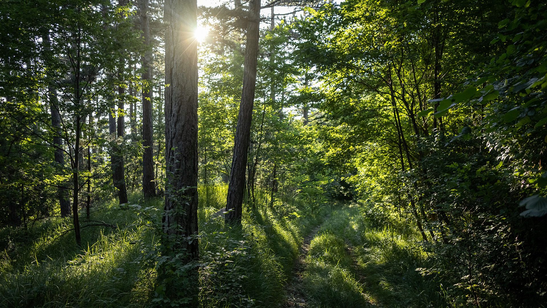 Alcanzar el equilibrio entre producción y protección de los bosques es posible