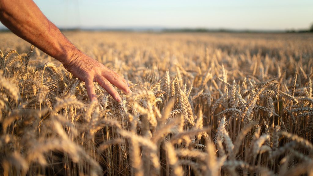 Moderna Alimentos fomenta la producción de trigo