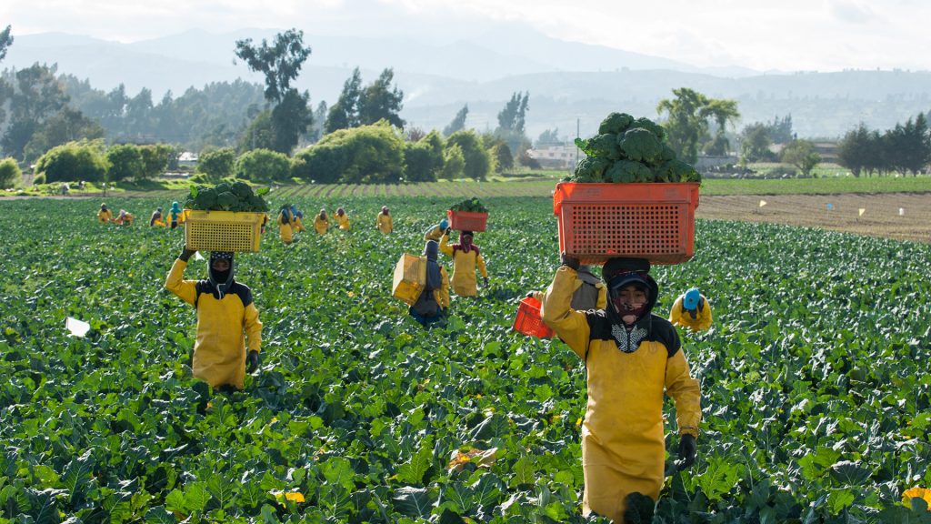 Nintanga celebra el Día Internacional del Agricultor