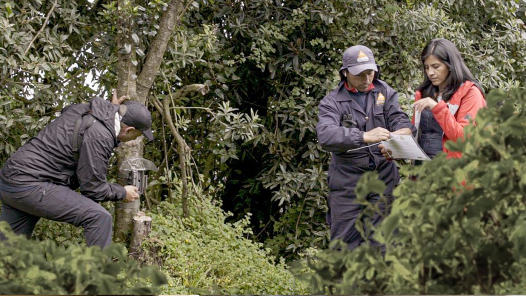 Aglomerados Cotopaxi se certifica por tercera vez en manejo forestal