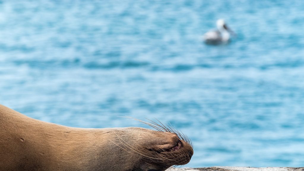 Convenio para contribuir a la protección de las Islas Galápagos