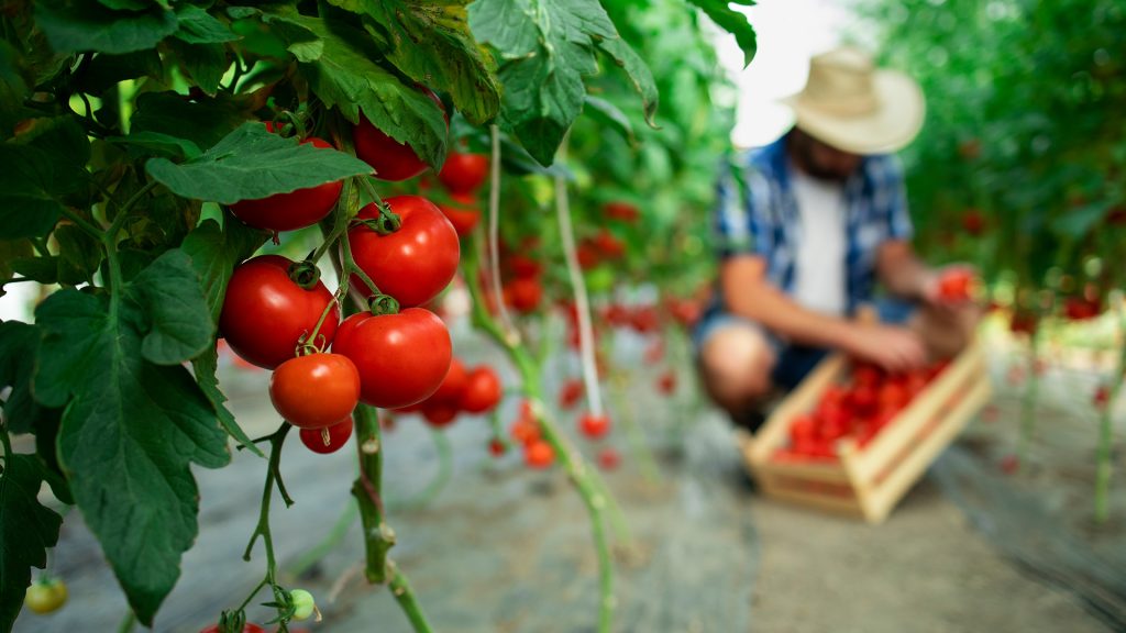 Tecnologías de vanguardia para el sector agroalimentario