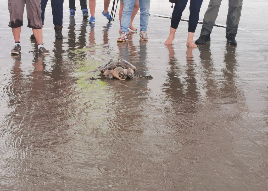 Tortugas marinas rehabilitadas fueron liberadas al océano