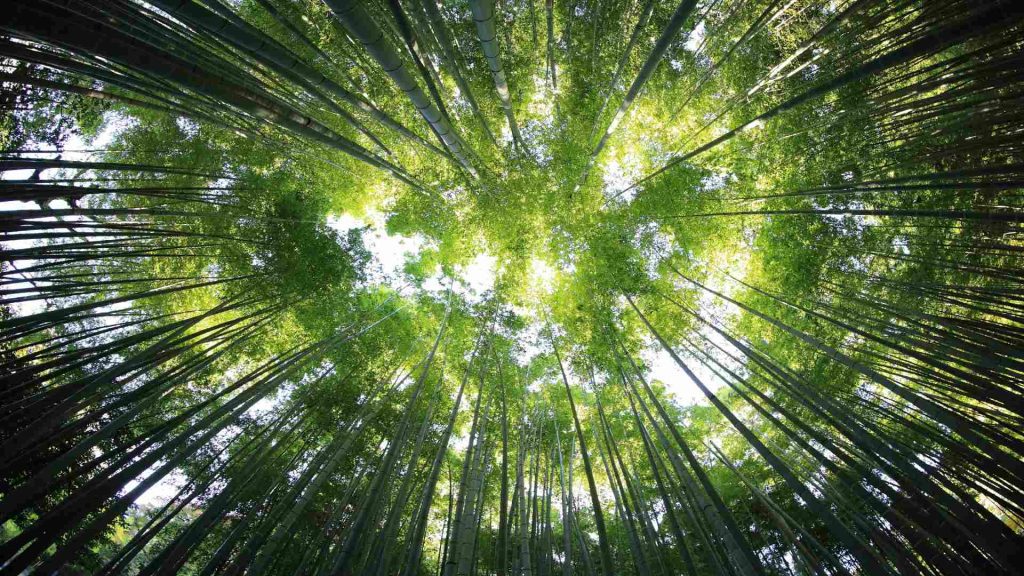 Ecuador Carbon Forum marcará un hito en la búsqueda de soluciones ambientales
