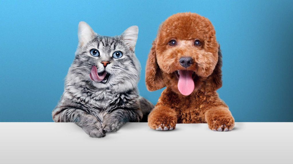 animales rescatados