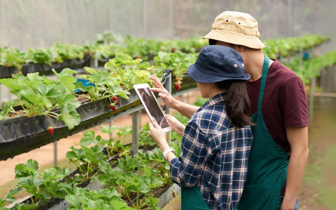 Se buscan startups agroalimentarias para potenciar su crecimiento