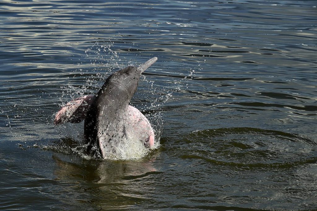 Un paso histórico para conservar la fauna amazónica