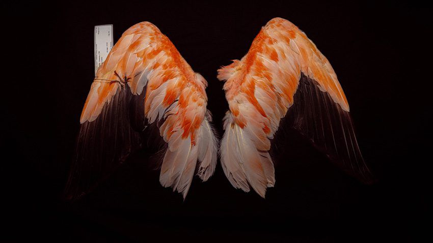 Sony World Photography Awards